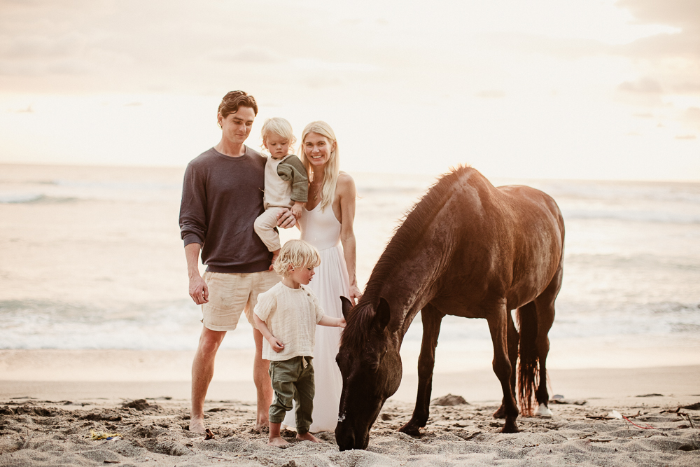 wild horse on the beach