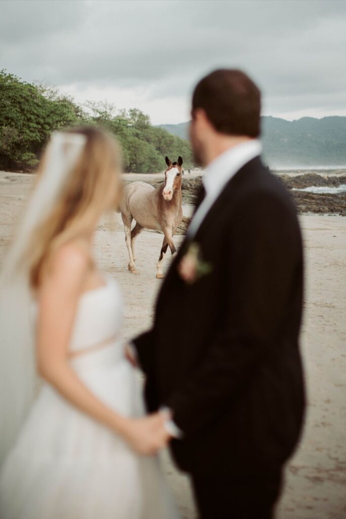 beach horse at wedding photoshoot